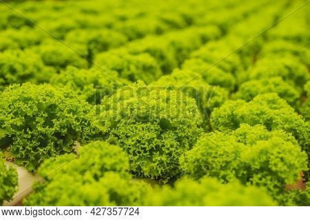 Hydroponic Vegetables Salad Farm. Hydroponics Method Of Growing Plants Vegetables Salad Farm, In Wat