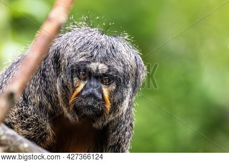 Closeup of a white-faced saki,  pithecia pithecia. This is an adult female and is indigenous to the Amazon rainforest and South America. Foliage background with space for text.