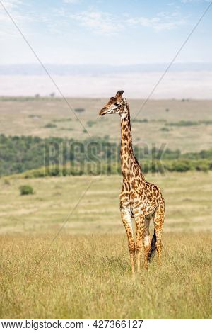 Adult male Masai giraffe, Giraffa camelopardalis tippelskirchii, in the grass of the Masai Mara. This is an endangered subspecies indigenous to central and southern Kenya. 