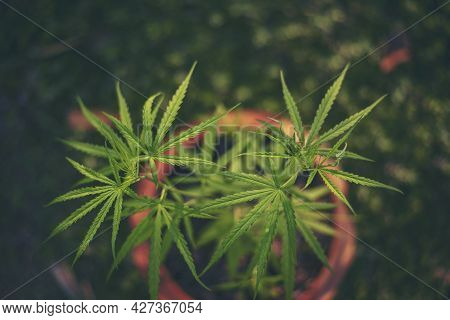 Green Marijuana Tree Cannabis Plant Narcotic Herbal In Greenhouse. Hemp Leaf Made Cannabis Crude Oil