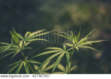 Green Marijuana Tree Cannabis Plant Narcotic Herbal In Greenhouse. Hemp Leaf Made Cannabis Crude Oil