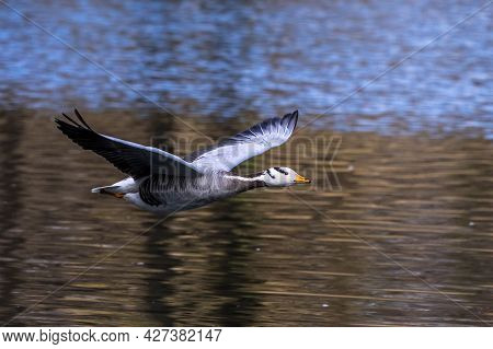 The Bar-headed Goose Flying Over A Lake At Munich. Anser Indicus Breeds In Central Asia In Colonies 