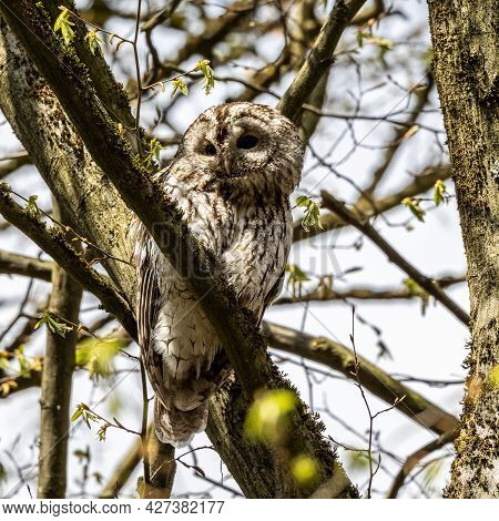 Juvenile Tawny Owl, Strix Aluco Perched On A Twig. This Brown Owl Is A Stocky, Medium-sized Owl Comm