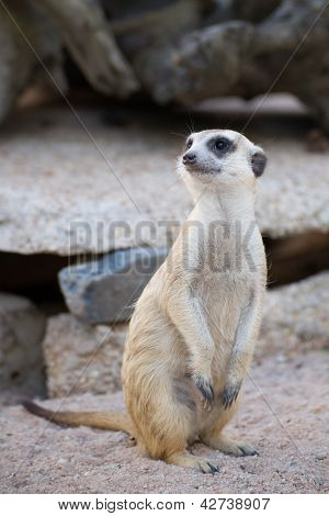 가느다란 꼬리 Meerkat의 초상화