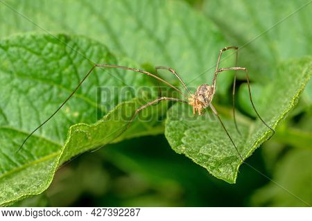Detail Shots Of A Harvestman Spider On A Leaf