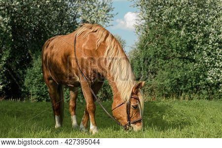 Red Horse With Its Brown Bridle Is Eating The Fresh Grass In A Field.