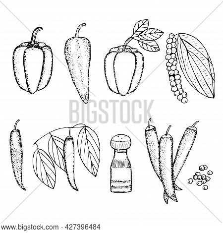 Set Of Peppers Paprika Ramiro Chili Pepper And Black Pepper Vector Illustration Hand Drawing Sketch
