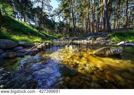 Small Stream In The Forest With Sunlight Between The Trees At Sunrise.