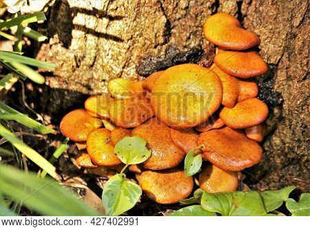 Close-up Of A Group Of Gold Colored Jack-o-lantern Mushrooms Growing At The Base Of A Tree.