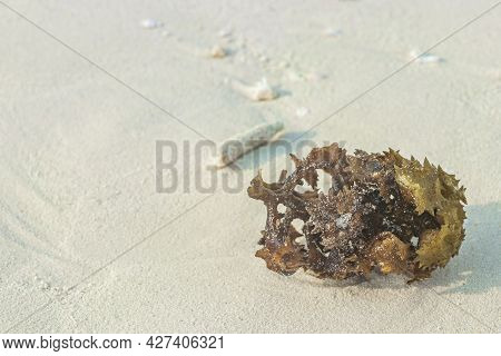 White Beach Sand Corals And Shells On Rasdhoo Atoll Maldives.