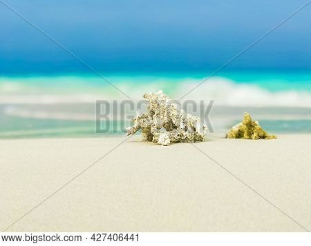 White Beach Sand Corals And Shells On Rasdhoo Atoll Maldives.