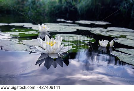 Blooming White Water Lilies In The Pond. Nymphaea Alba. Close Up.