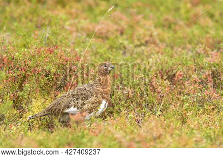 Willow Ptarmigan, Lagopus Lagopus Among Different Colorful Shrubs During Autumn Foliage In Finnish L