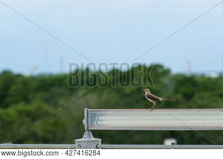 Isolated Mockingbird Perched On A Light Overlooking The Treetops