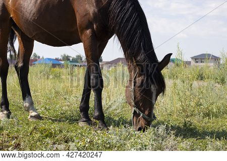 Beautiful Red Horse Eating Grass In A Meadow In Spring