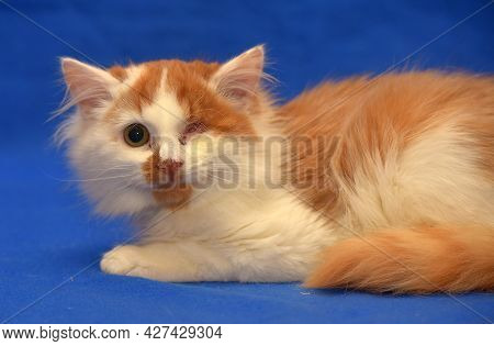 Small Red And White Kitten One-eyed Disabled