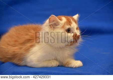 Red And White Kitten One-eyed Disabled