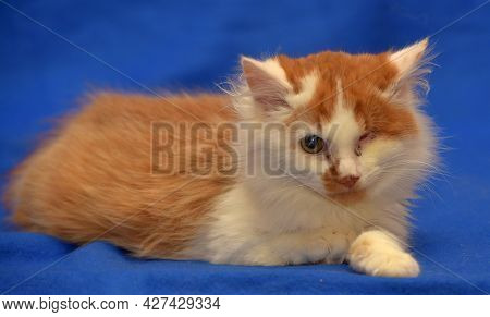 Small Red And White Kitten One-eyed Disabled