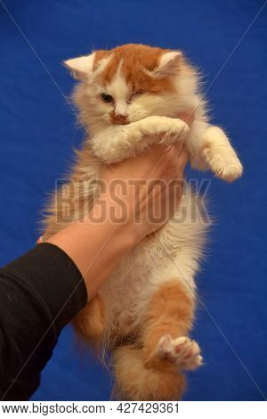 Small Red And White Kitten One-eyed Disabled