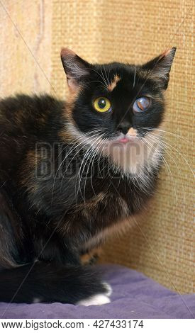 Cat With Glaucoma In The Eye At An Animal Shelter