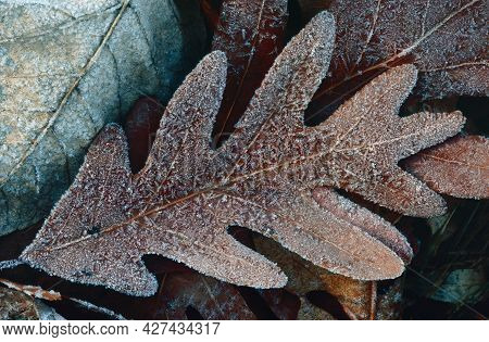 An Oak Leaf Lays On The Forest Floor Covered With A Hoar Frost From Moisture Rising Off The Relative