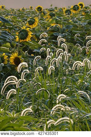 Sunflower Fields Are Bordered By Grasses And Other Plants Including These With Backlit Seed Heads On