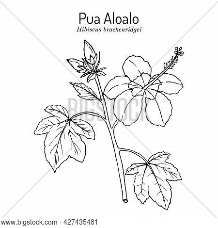 Pua Aloalo, Or Yellow Hibiscus Hibiscus Brackenridgei , State Flower Of Hawaii. Hand Drawn Botanical