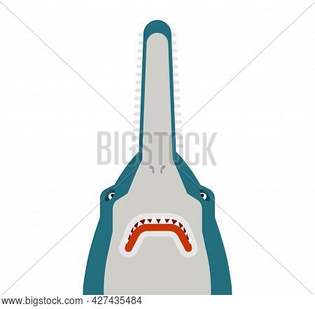 Sawfish Head Isolated. Marine Predator. Vector Illustration