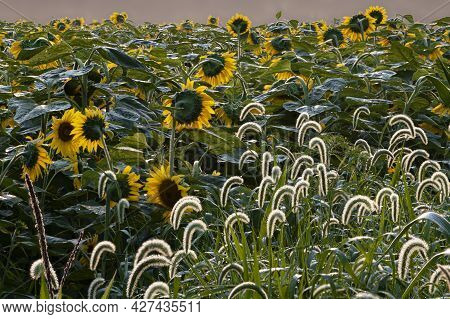 Sunflower Fields Are Bordered By Grasses And Other Plants Including These With Backlit Seed Heads On
