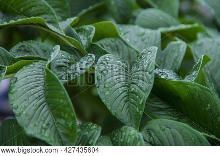 Abstract Green Leaf Texture. Nature Green Konjac Leaves With Raindrop Background. Green Leaf (konjac