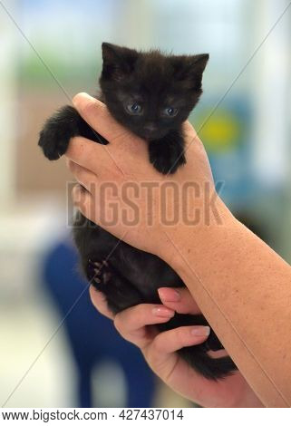 Cute Little Black Kitten In Hands Close Up