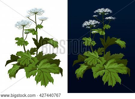 Toxic Hogweed Plant. Cow-bream. Heracleum Plant. Heracleum Sosnowski Full Size Isolated On White Vec
