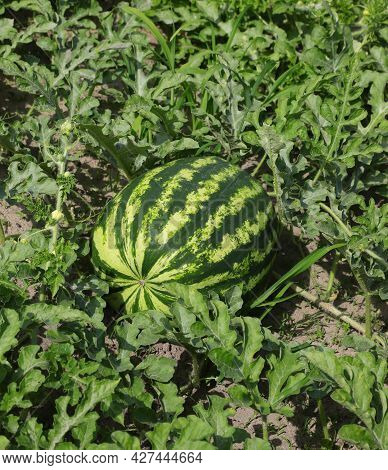 Large Ripe Green Watermelon In The Fertile Cultivated Field With Sandy Soil