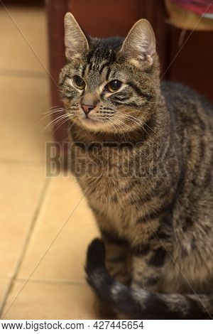 Brown Tabby Cat With Yellow Eyesclose Up
