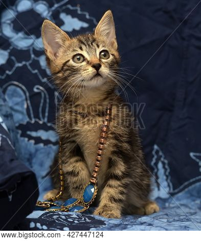 Cute Brown Striped Kitten On A Blue Background With A Beads On His Neck