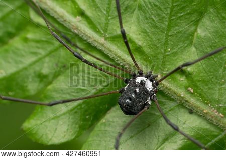 Black Harvestman Spider, Hadrobunus Rotundum Found In Satara, Maharashtra, India Against Green Leaf