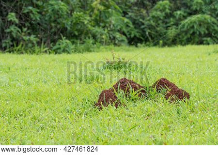 Photos Of Anthills Made With Red Soil By Termites In Green Grassy Area
