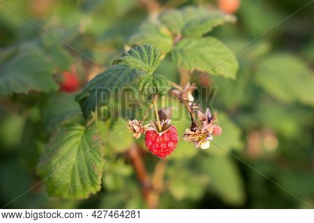 Red Ripe Berry Of Raspberries. Closeup Bush Of Raspberries. Cultivation Of Raspberries In The Garden