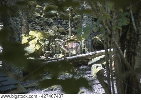 A Deer In A Forest In Aran Park In Aran Valley In Catalonia