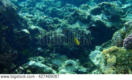 Rusty Parrotfish (scarus Ferrugineus) Female Undersea, Red Sea, Egypt, Sharm El Sheikh, Nabq Bay