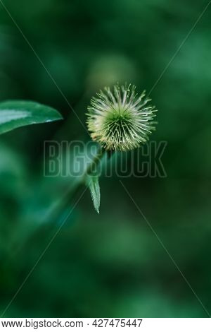 A Close-up Shot Of Geum Aleppicum In A Natural Background.