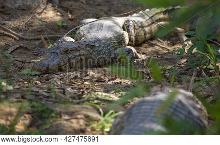 Closeup Of Black Caiman (melanosuchus Niger) Camouflaged On Riverbank Pampas Del Yacuma, Bolivia.