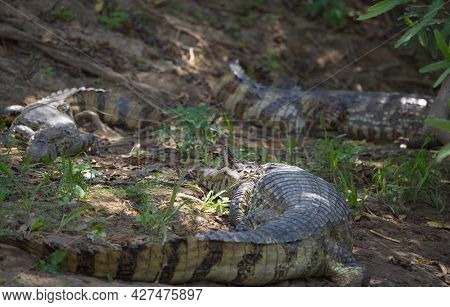 Group Of Black Caiman (melanosuchus Niger) Camouflaged On Riverbank Pampas Del Yacuma, Bolivia.