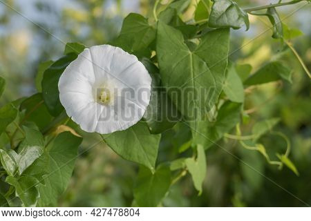Calystegia Sepium Flower With Sunlight In Summer Outdoors
