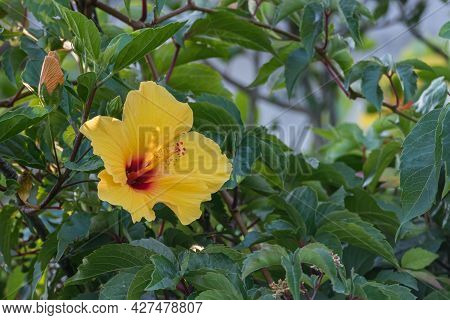 Flowering Hibiscus Plant With One Yellow Flower Open Outdoors