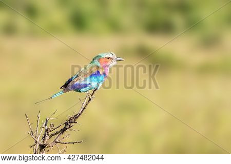 Lilac-breasted roller, coracias caudatus, perched on a branch in the Masai Mara, Kenya. Soft green foliage background with space for text. 