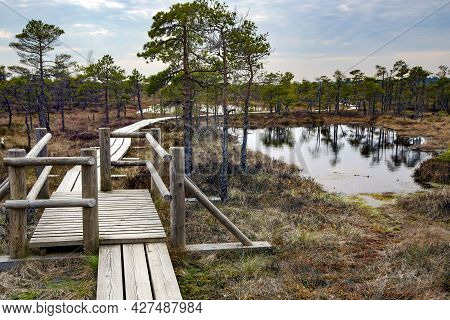 Kemeri Great Swamp Wetland Landscape: Wooden Footpath On The Bog Spring In Kemeri National Park. Lat