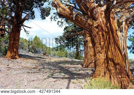 Old Growth Cedar Trees Besides An Alpine Meadow Taken At A Coniferous Forest In The Rural San Bernar