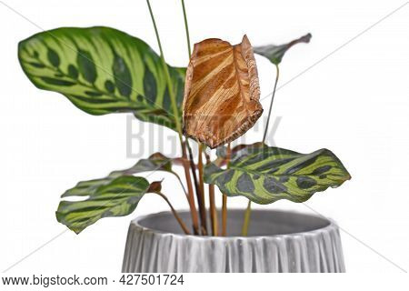 Sick Yellow Leaf On Houseplant In Flowre Pot On White Background