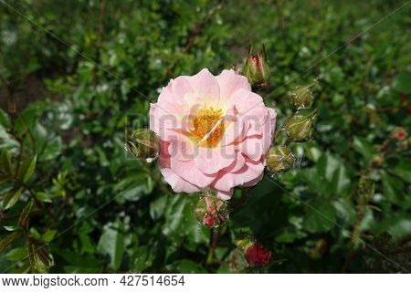One Light Pink Semi Double Flower Of Rose In May